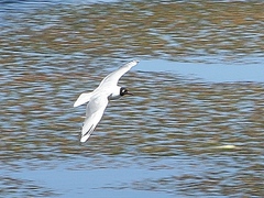 Andean Gull